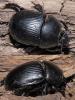 Geotrupes spiniger